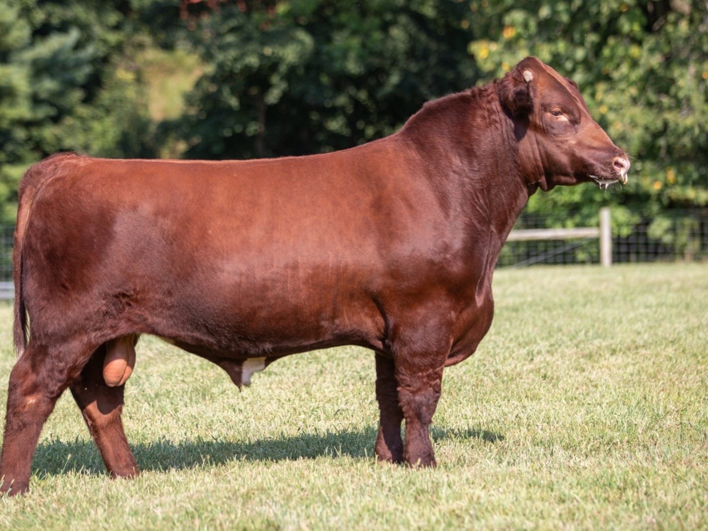 Brown beef cattle standing on green grass in a sunny pasture, showcasing its muscular build and healthy coat.